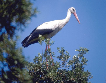 Las cigüeñas se reproducen en la depuradora de Flix (Tarragona)