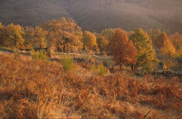 Desarrollan un gran estudio global sobre biomasa forestal