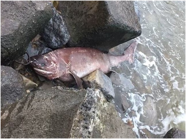 Aparece muerto en aguas de Armintza un tiburón de tres metros en cañabota (Euskadi)