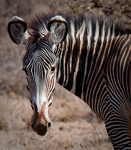 La cebra grevy