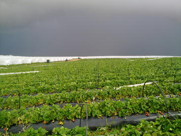 Las altas temperaturas aceleran la maduración de la fresa