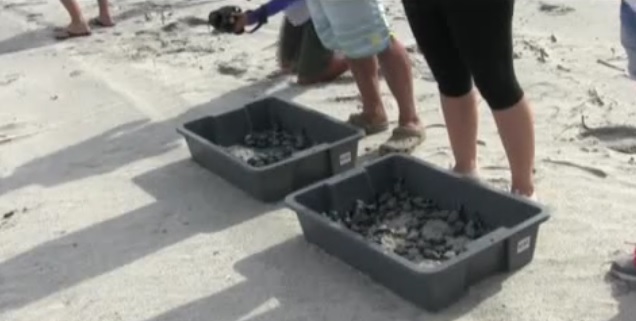 Crías de tortuga se sumergen en el Pacífico con la ayuda de una fundación (ver VIDEO)