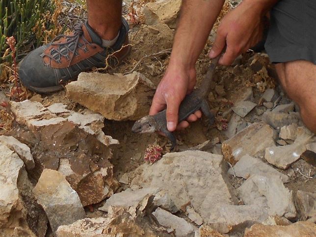 Más de 130 lagartos gigantes de La Gomera se adaptan a su nuevo hábitat