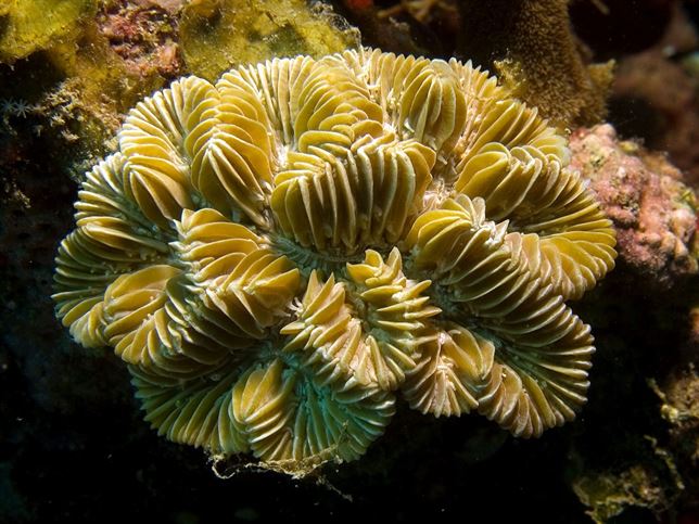 Arrecifes de coral se adaptan a la acidificación del océano y solo sufren bioerosión