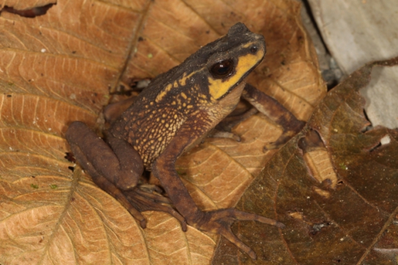 Ecuador: Redescubren especies de anfibios