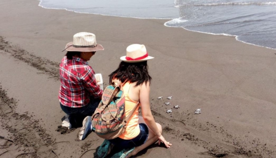 México: Liberaron a mil crías de tortugas golfinas en un centro ecológico de Colima