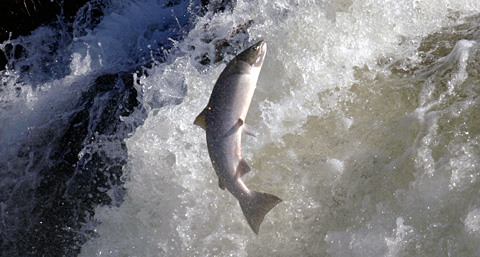 Más de la mitad de las poblaciones salvajes de salmones se han extinguido