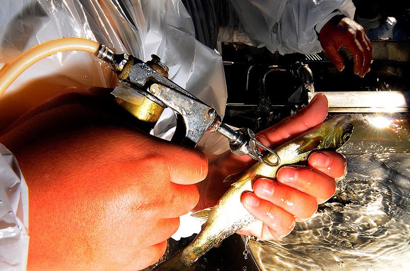 Los antibióticos en la salmonicultura chilena aún son un problema