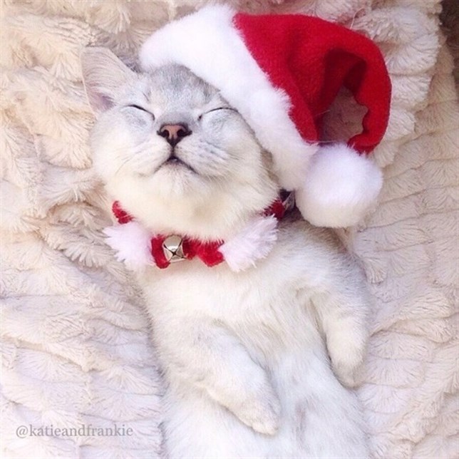 Los gatos de ‘Papá Noel’