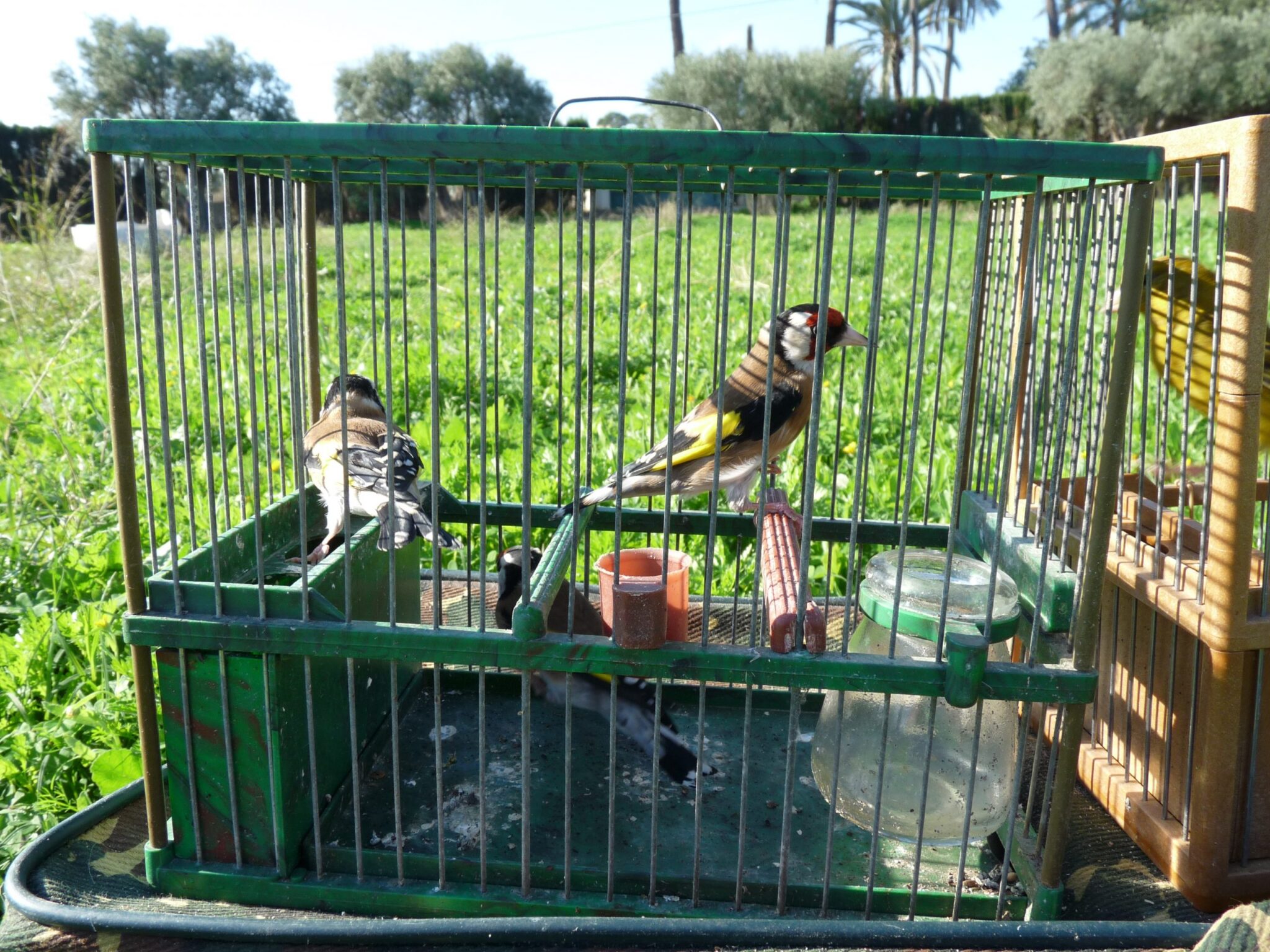 ANSE y SEO/BirdLIFE La Comunidad Autónoma modificará las autorizaciones de captura de fringílidos como venían reclamando los grupos conservacionistas