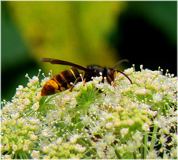 AVA pide un protocolo de actuación contra la posible llegada a la Comunitat de la avispa asiática