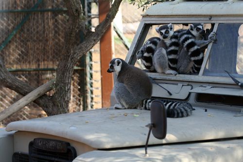 Llega al parque Terra Natura de Murcia una lémur que era rechazada por un grupo de hembras de su anterior zoológico