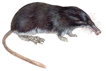 El desmán ibérico en situación critica