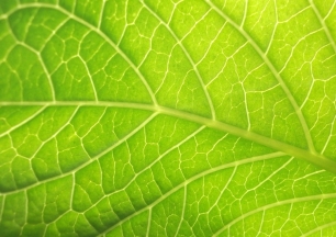 ‘Hoja artificial’