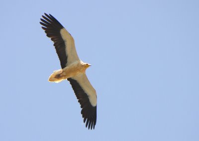 Liberan un guirre en el Parque Nacional de Timanfaya