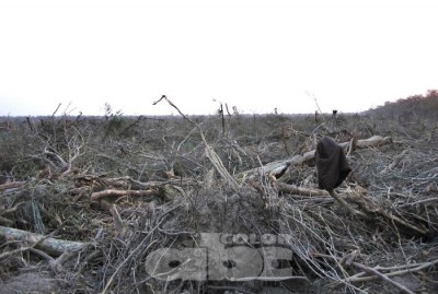 La deforestación creció 23% en el Chaco paraguayo durante el 2011