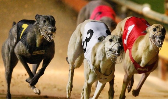 Continúan las ilegales carreras de galgos en Córdoba