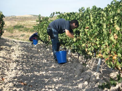 El cambio climático resta calidad a los vinos de Tempranillo