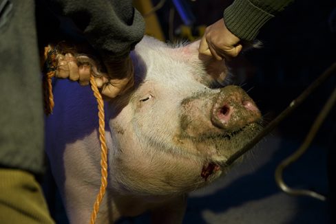 La matanza del cerdo es una fiesta (VIDEO)