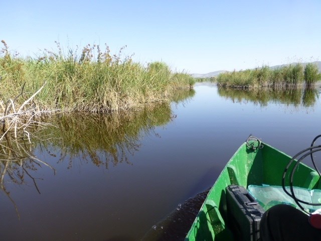 Detectan una pérdida notable de diversidad biológica en Las Tablas de Daimiel