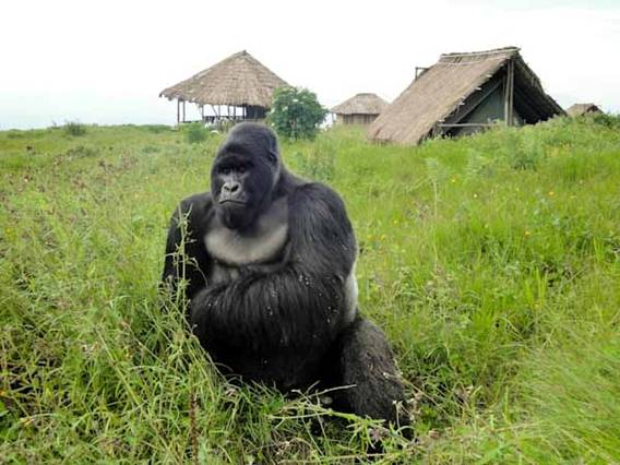 Suspendidas las prospecciones petrolíferas en el Parque Nacional de Virunga (RD. Congo)