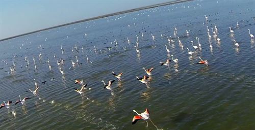 Estudian la relación entre aves acuáticas y la actividad acuícola
