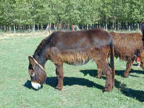 Asnos zamorano-leoneses para proteger a los rebaños frente al lobo