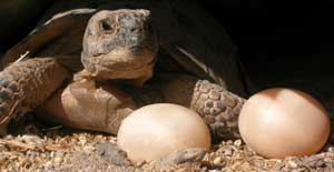 Inaugurado el Centro de Recuperación de la Tortuga Mediterránea de Marçá
