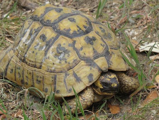 Qué pasa con las tortugas mora que habitan dónde se construirá el AVE