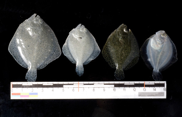 Secuencian el ‘rodaballo’