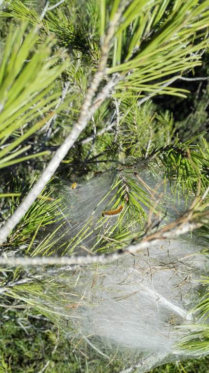 Los drones ayudan a detectar una plaga de procesionaria del pino en bosques del Berguedà