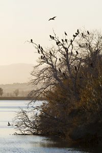 Censo invernal de aves acuáticas en el Parque Natural del Delta del Ebro