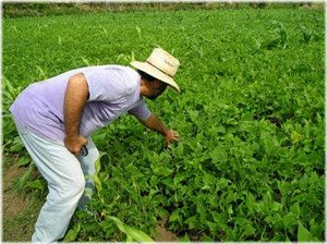 En República Dominicana los transgénicos están en la mira