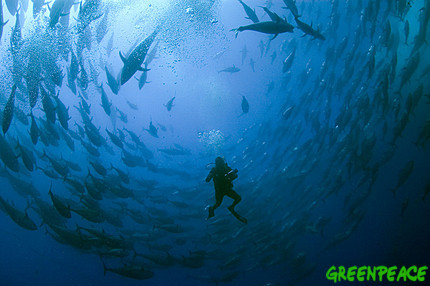 Denuncian la captura masiva de juveniles de atún rojo en españa