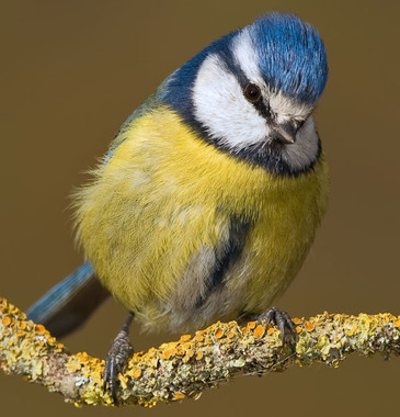 La reproducción y el envejecimiento de las aves