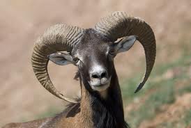 Cazador furtivo acusado de matar a un muflón en Berrocal (Huelva)