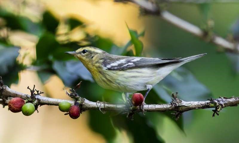 Un café colombiano sostenible y respetuoso con las aves