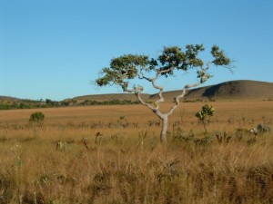 Las sabanas amenazadas del Cono Sur de américa