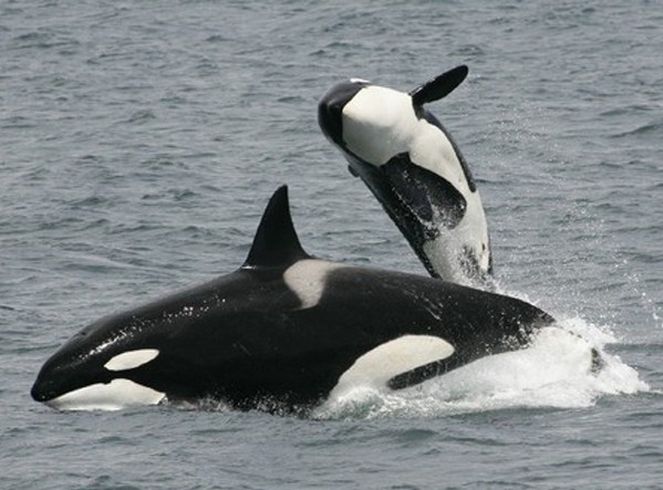 Orcas hembra viven más para cuidar de sus hijos adultos