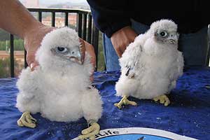 SEO/Birdlife anilla los tres pollos de halcón de la pareja que anida en la caja nido del Hospital Gómez Ulla de Madrid
