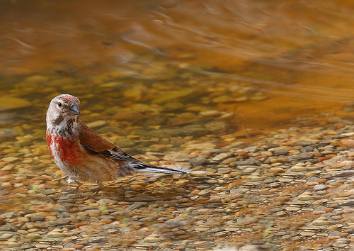 El grupo de aves del Aula de Sostenibilidad de la Universidad de Huelva comienza su actividad