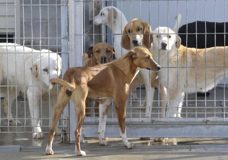 Zaragoza cuida de casi 300 perros sin dueño