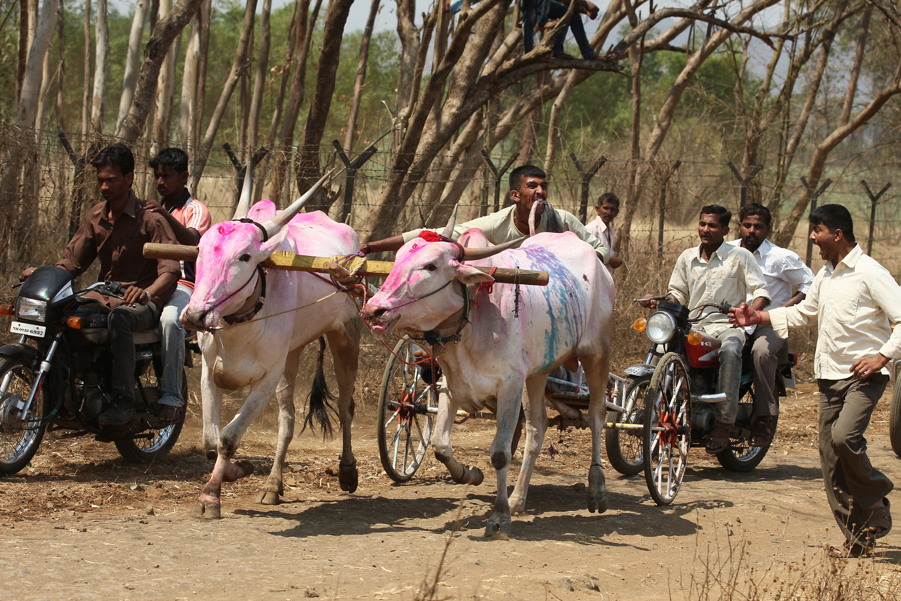 La Corte Suprema de la India prohíbe las carreras de toros