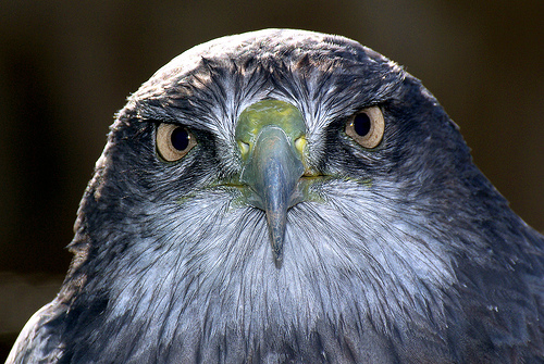 Las últimas tecnologías ayudan a salvar la fauna más amenazada