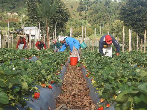 Nuevo candidato para la Feria Estatal de la Biodiversidad Agrícola del próximo año
