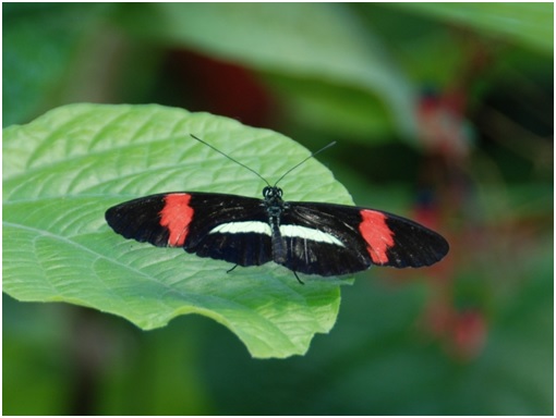 Evolución: planta cambia de hojas por defenderse de una mariposa