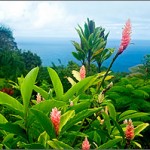 Harnessing powerful trade winds will help Hawaii’s green energy revolution