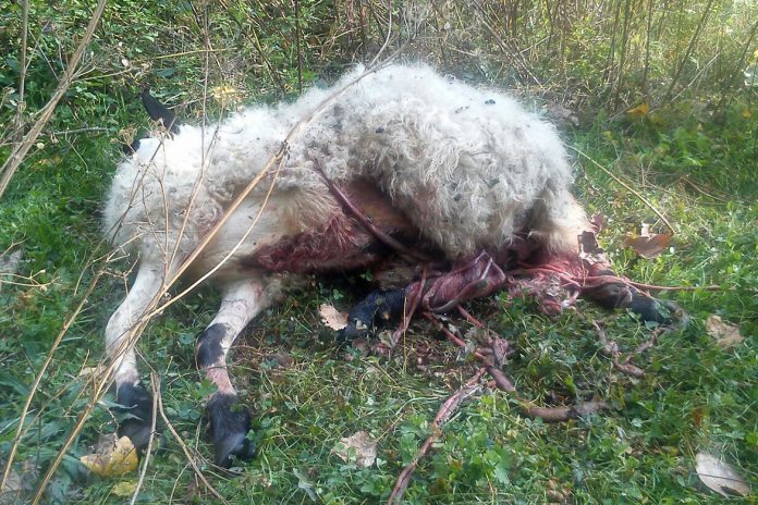 Abatido un lobo tras 11 ataques a una explotación de Zamora