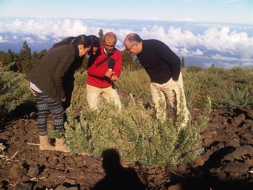 Canarias recupera la flora del Parque Nacional de La Caldera de Taburiente
