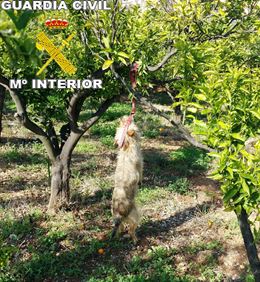 Un ‘delincuente’ ahorca a dos perros en Onda (Castellón)